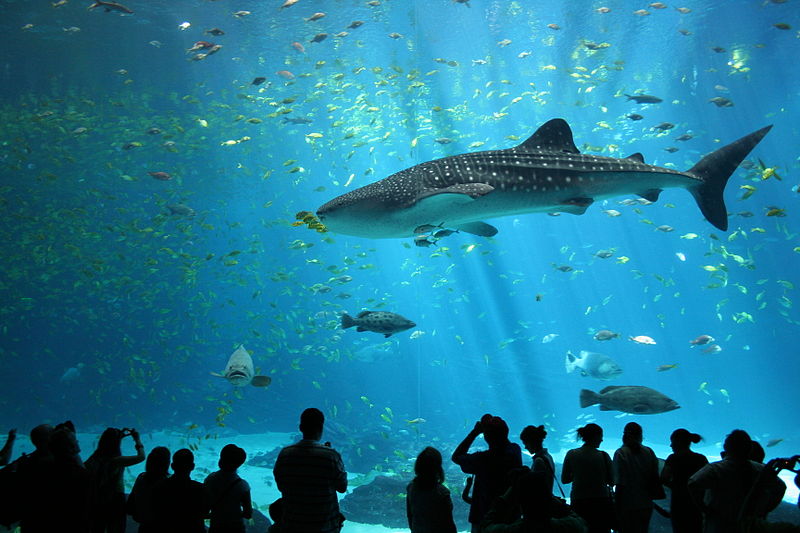 Georgia Aquarium - whale shark