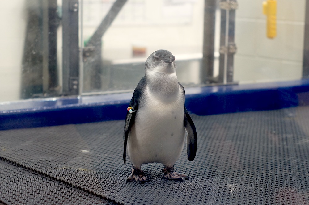 Georgia Aquarium - penguin