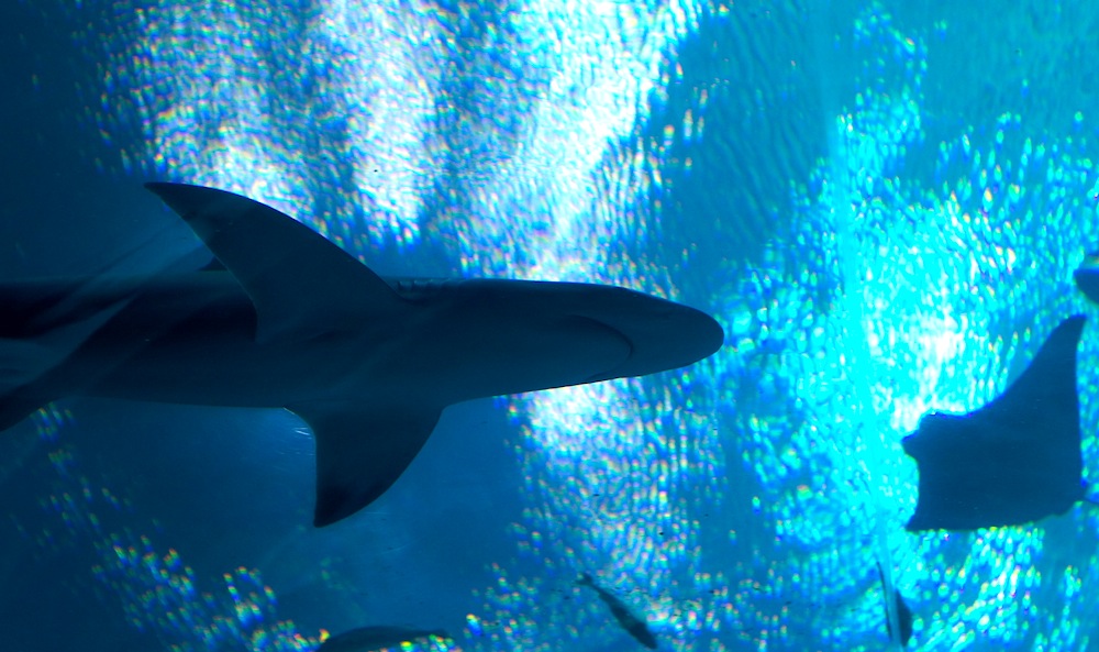 Georgia Aquarium - shark