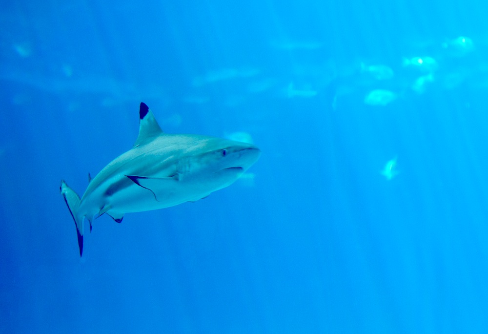Georgia Aquarium - shark